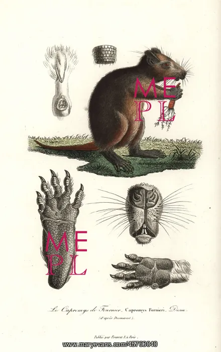 : Cuban hutia, Capromys pilorides : Cuban hutia, Capromys pilorides