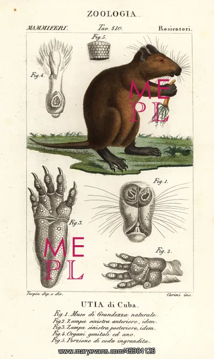 : Cuban hutia, Capromys pilorides : Cuban hutia, Capromys pilorides