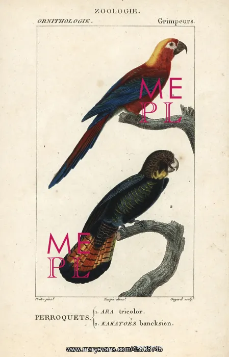 : Cuban red macaw, Ara tricolor (extinct), and : Cuban red macaw, Ara tricolor (extinct), and