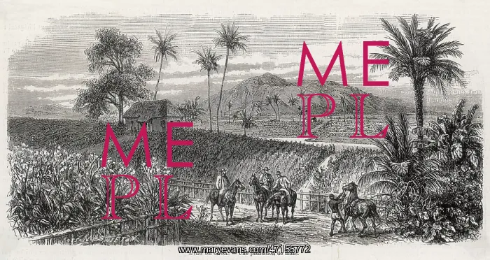 : Cuban tobacco plantation : Cuban tobacco plantation