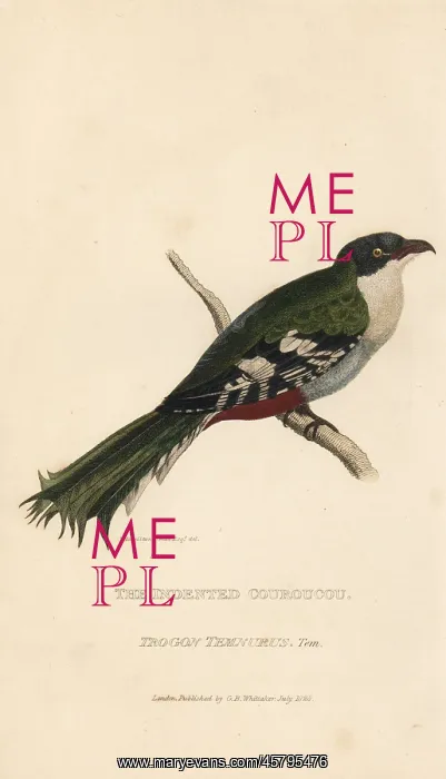 : Cuban trogon or tocororo, Priotelus temnurus : Cuban trogon or tocororo, Priotelus temnurus