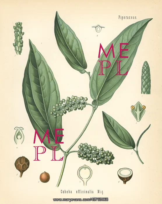 : Cubeb or Java pepper, Piper cubeba : Cubeb or Java pepper, Piper cubeba