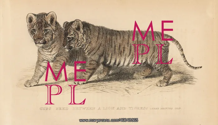 : Cubs bred between a lion, Panthera leo, and : Cubs bred between a lion, Panthera leo, and