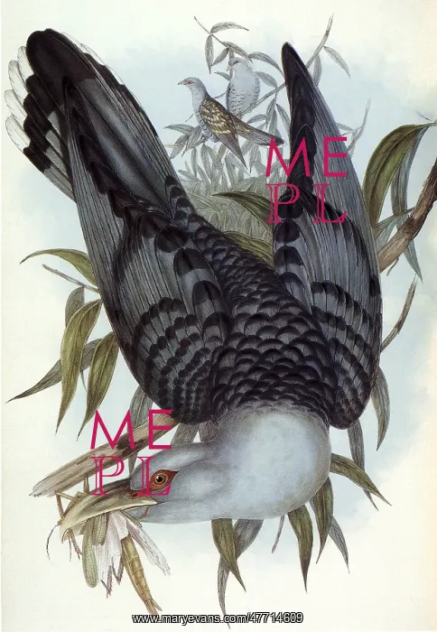  : Cuckoo Bird
