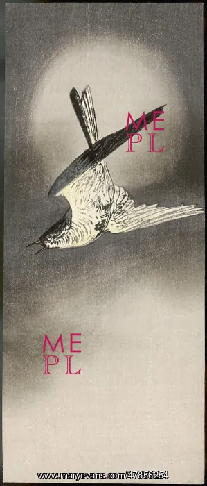 : Cuckoo calling out in flight