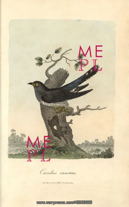 : Cuckoo, Cuculus canorus : Cuckoo, Cuculus canorus