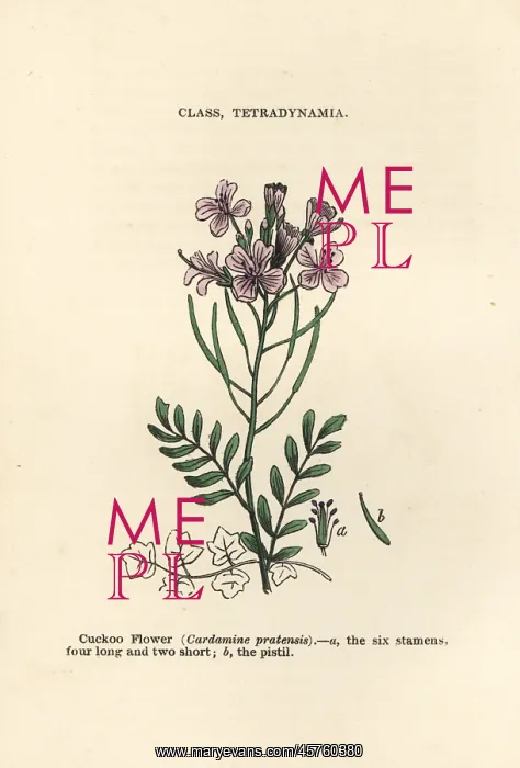 : Cuckoo flower, Cardamine pratensis : Cuckoo flower, Cardamine pratensis