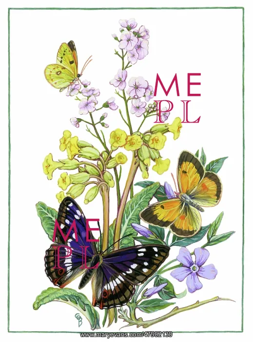 : Cuckoo flower, cowslips, periwinkle & butterflies : Cuckoo flower, cowslips, periwinkle & butterflies