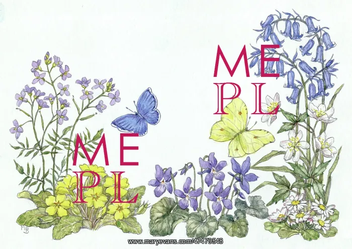 : Cuckoo flower, primrose, violets, bluebells etc : Cuckoo flower, primrose, violets, bluebells etc