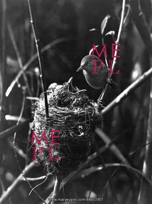 : CUCKOO IN THE NEST : CUCKOO IN THE NEST