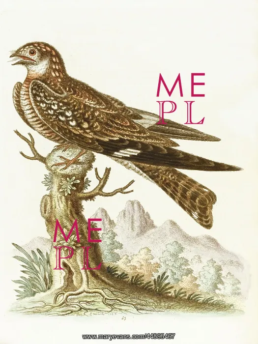  : The cuckoo or nightjar