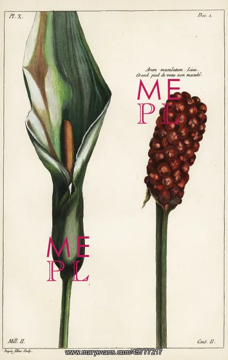 : Cuckoo-pint, Arum maculatum : Cuckoo-pint, Arum maculatum