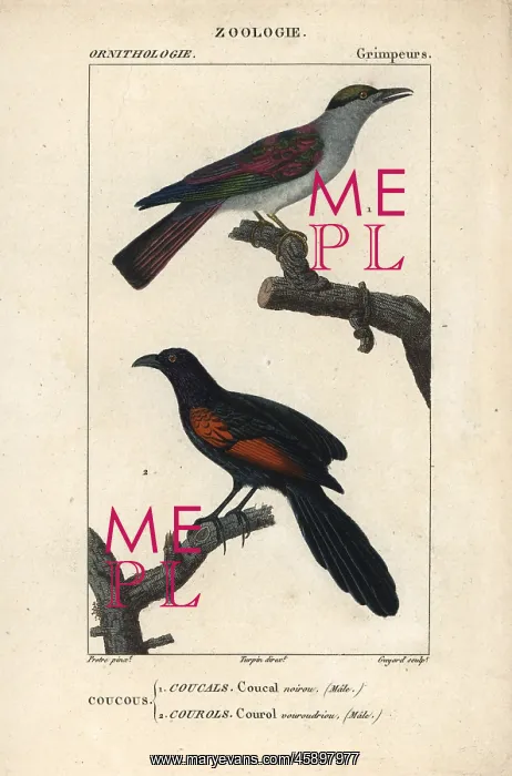 : Cuckoo roller, Leptosomus discolor, and Sunda : Cuckoo roller, Leptosomus discolor, and Sunda