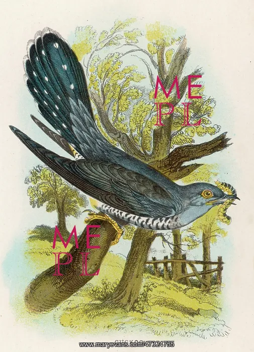  : CUCKOO (SHARPE)