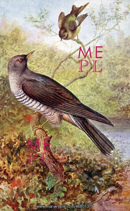 : Cuckoo and Wood Wren : Cuckoo and Wood Wren