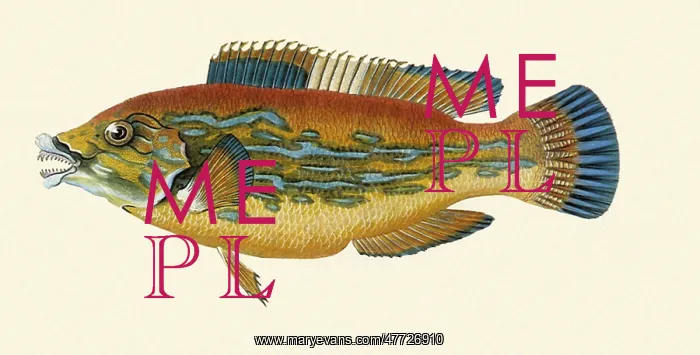  : Cuckoo wrasse, Labrus bimaculatus