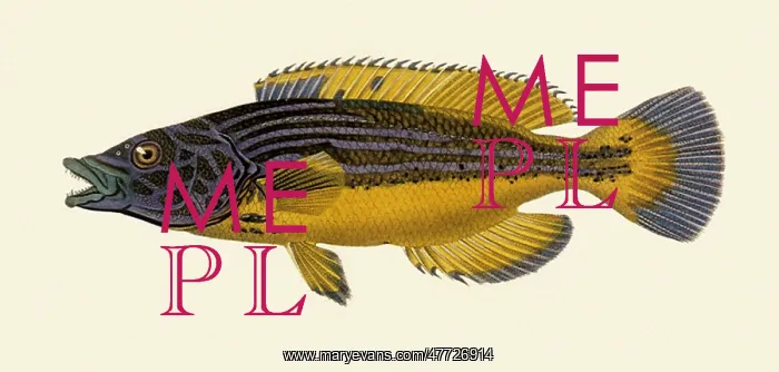  : Cuckoo wrasse, Labrus bimaculatus