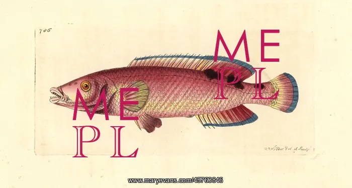 : Cuckoo wrasse, Labrus mixtus : Cuckoo wrasse, Labrus mixtus