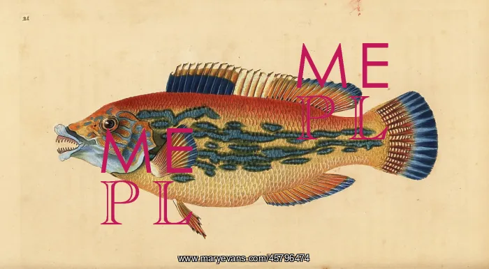 : Cuckoo wrasse, Labrus mixtus : Cuckoo wrasse, Labrus mixtus