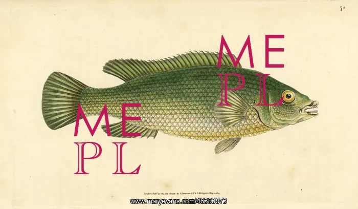 : Cuckoo wrasse, Labrus mixtus : Cuckoo wrasse, Labrus mixtus