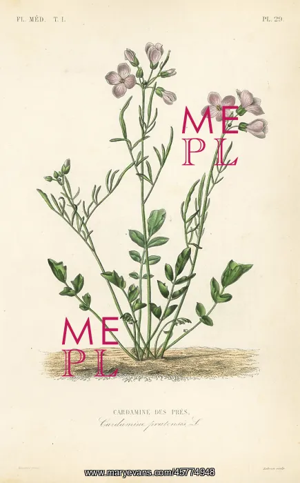 : Cuckooflower, Cardamine pratensis : Cuckooflower, Cardamine pratensis