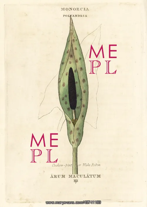 : Cuckow-pint or wake robin, Arum maculatum : Cuckow-pint or wake robin, Arum maculatum
