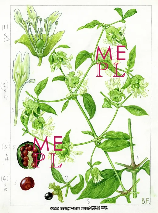 : Cucubalus baccifer - Berry catchfly : Cucubalus baccifer - Berry catchfly