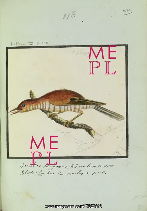 : Cuculous plagosus, Latham Collection, Vol.2 : Cuculous plagosus, Latham Collection, Vol.2