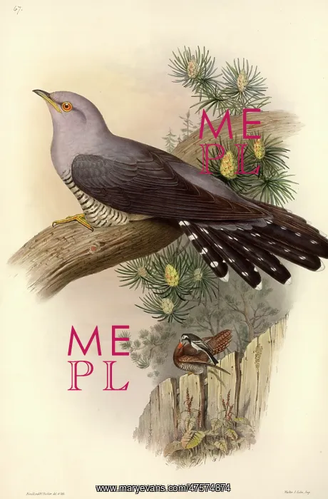  : Cuculus canorus, common cuckoo