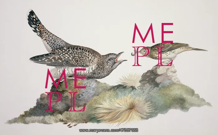: Cuculus canorus, common cuckoo, Anthus pratensis, meadow pip : Cuculus canorus, common cuckoo, Anthus pratensis, meadow pip