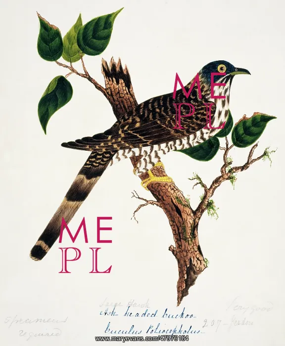 : Cuculus sparverioides, large hawk-cuckoo : Cuculus sparverioides, large hawk-cuckoo