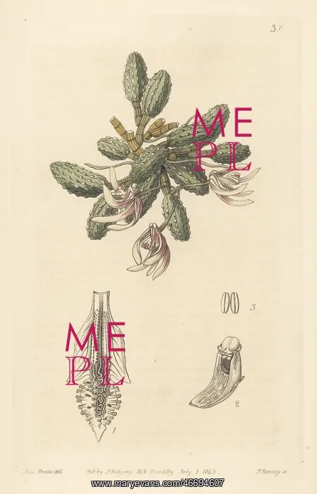 : Cucumber orchid, Dendrobium cucumerinum : Cucumber orchid, Dendrobium cucumerinum