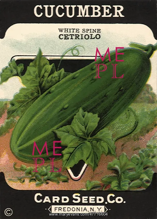  : Cucumber Seed Packet
