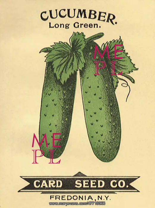  : Cucumber Seed Packet