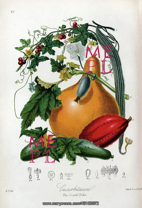: Cucurbitaceae - Gourd : Cucurbitaceae - Gourd