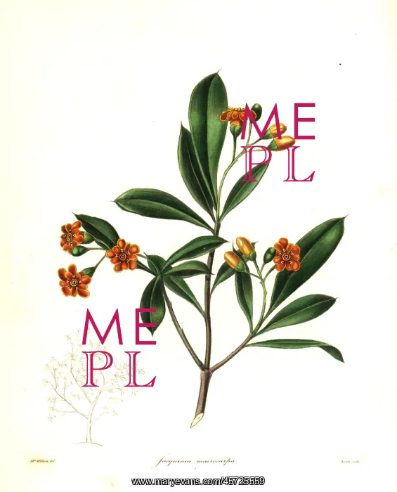 : Cudjoe wood, Bonellia macrocarpa : Cudjoe wood, Bonellia macrocarpa