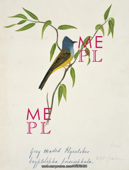 : Culicicapa ceylonensis, grey-headed canary-flycatcher : Culicicapa ceylonensis, grey-headed canary-flycatcher