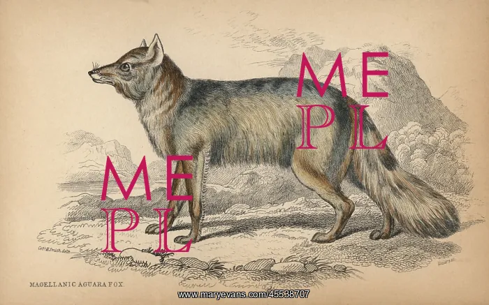 : Culpeo, Lycalopex culpaeus : Culpeo, Lycalopex culpaeus