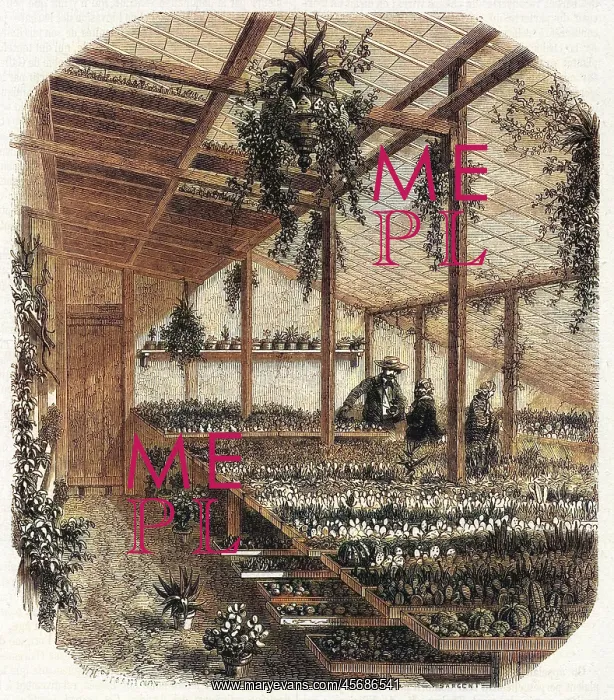  : Cultivating cacti, Paris 1857
