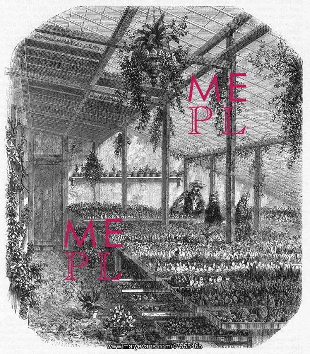 : Cultivating cacti, Paris 1857 : Cultivating cacti, Paris 1857