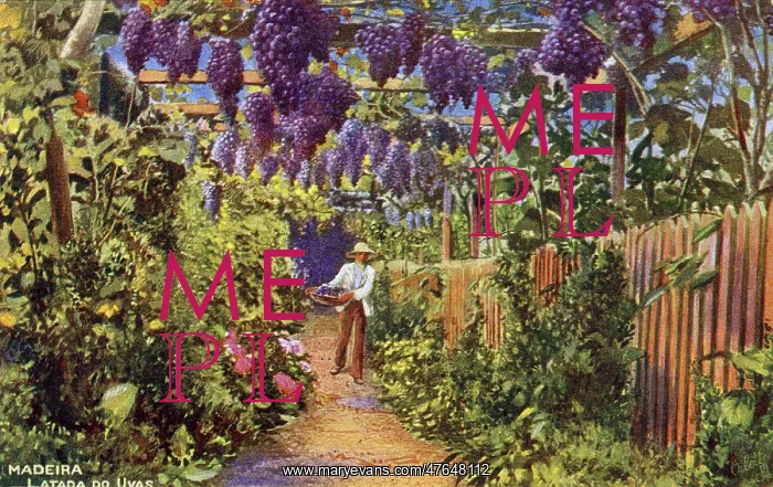: Cultivation of grapes, Madeira : Cultivation of grapes, Madeira