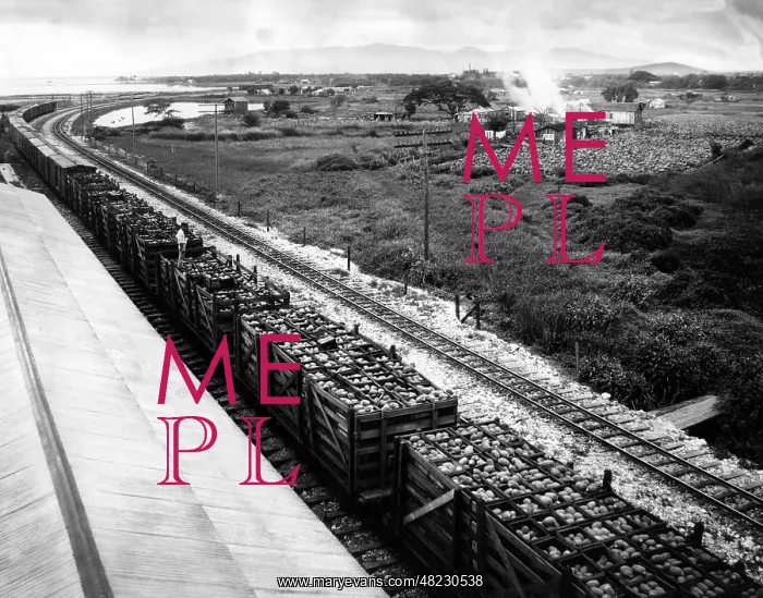 : Cultivation of pineapple in Hawaii, 1926 : Cultivation of pineapple in Hawaii, 1926