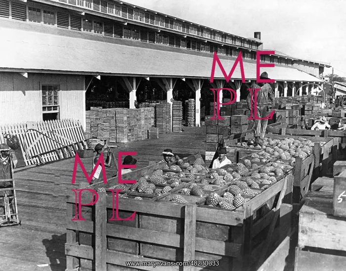 : Cultivation of pineapple in Hawaii, 1928 : Cultivation of pineapple in Hawaii, 1928