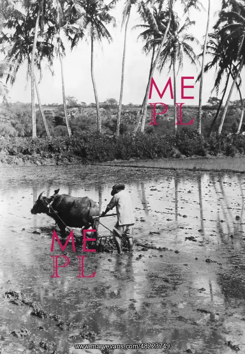 : Cultivation of rice in Hawaii, 1920s : Cultivation of rice in Hawaii, 1920s