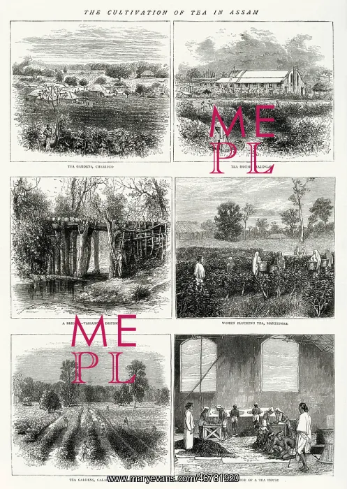 : The cultivation of tea in Assam : The cultivation of tea in Assam