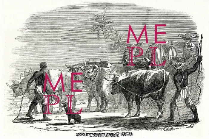 : Cultivation in the West Indies 1849 : Cultivation in the West Indies 1849