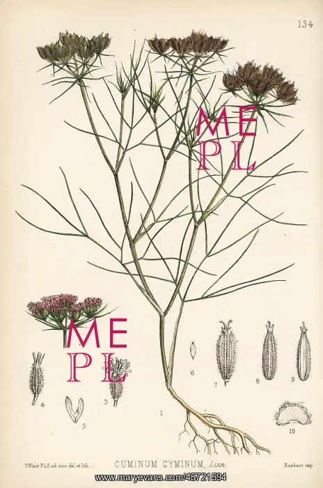 : Cumin, Cuminum cyminum : Cumin, Cuminum cyminum