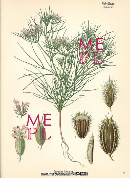 : Cumin, Cuminum cyminum : Cumin, Cuminum cyminum