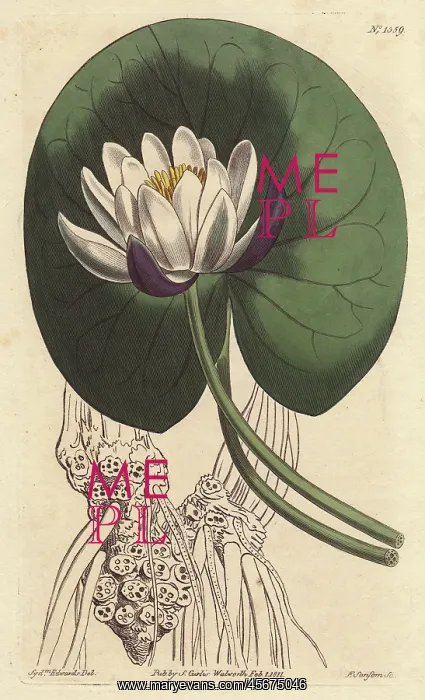 : Cup-flowered water lily with large white flower : Cup-flowered water lily with large white flower