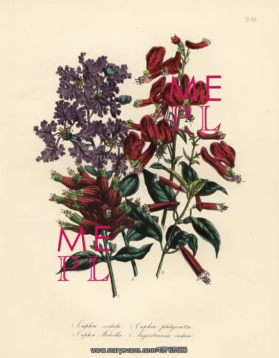 : Cuphea and Lagerstroemia species : Cuphea and Lagerstroemia species